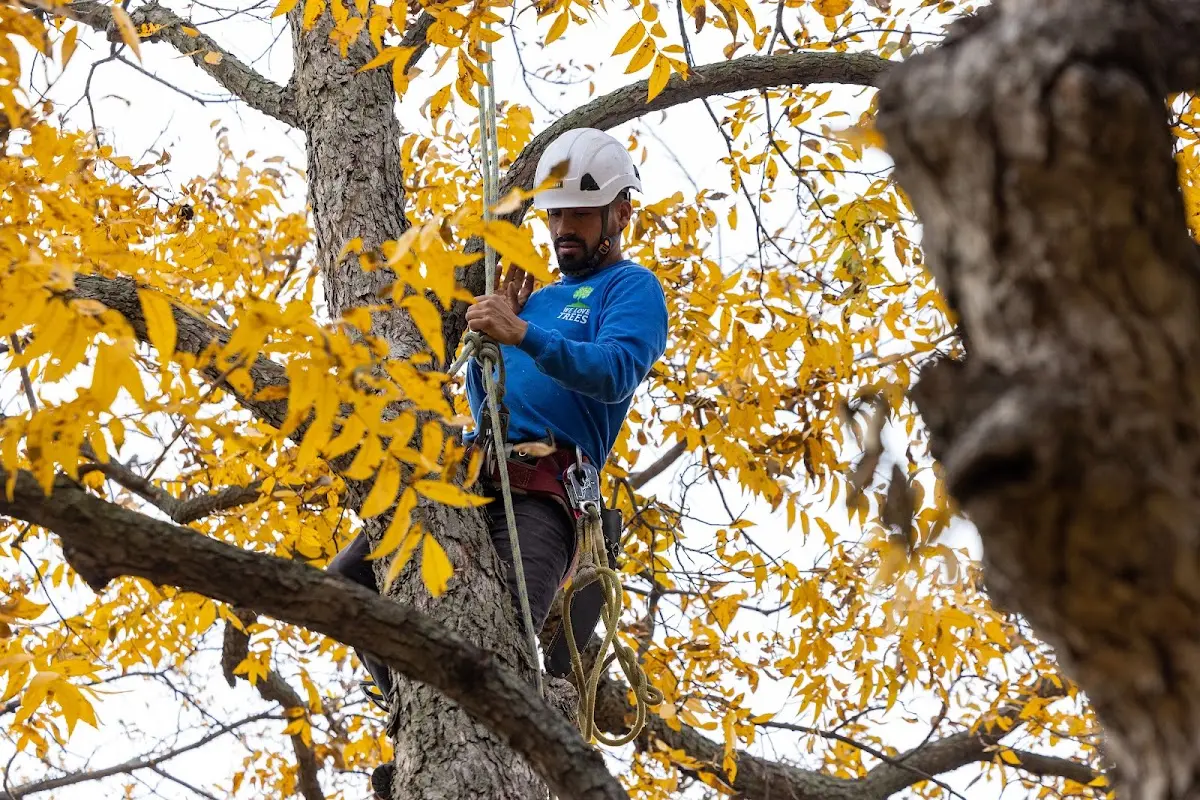 Skilled Tree Trimming crew working in Youngstown