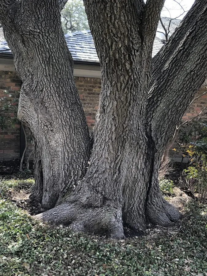 Mature heritage tree close to a Youngstown property cared for by certified arborists